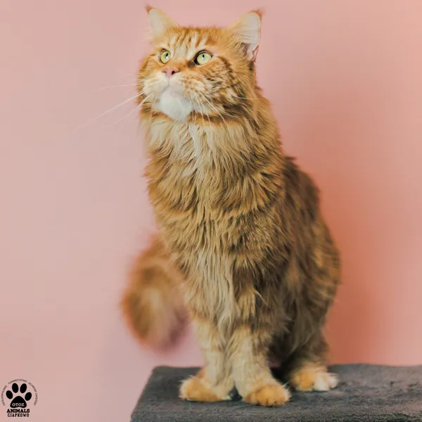 Kot do adopcji, Gdynia, 9 grudnia 2025 (2/5)