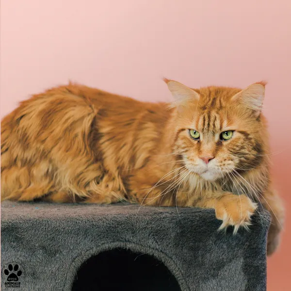 Kot do adopcji, Gdynia, 9 grudnia 2025 (3/5)