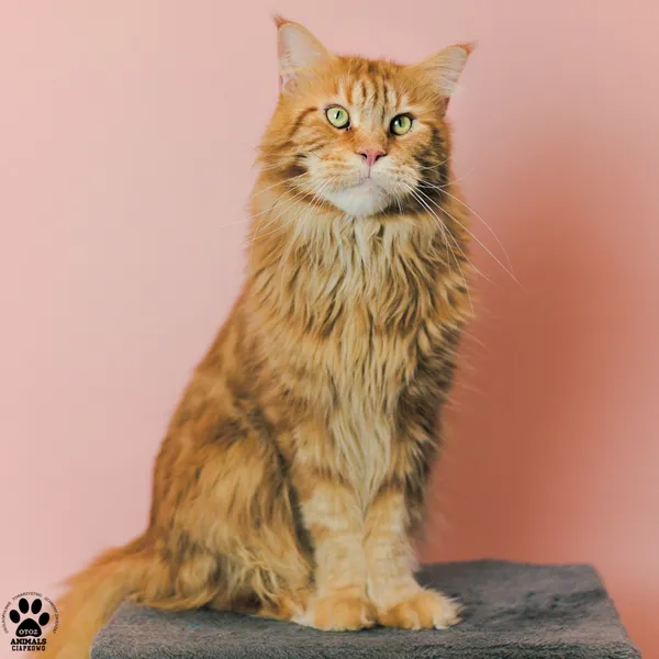 Kot do adopcji, Gdynia, 9 grudnia 2025 (4/5)