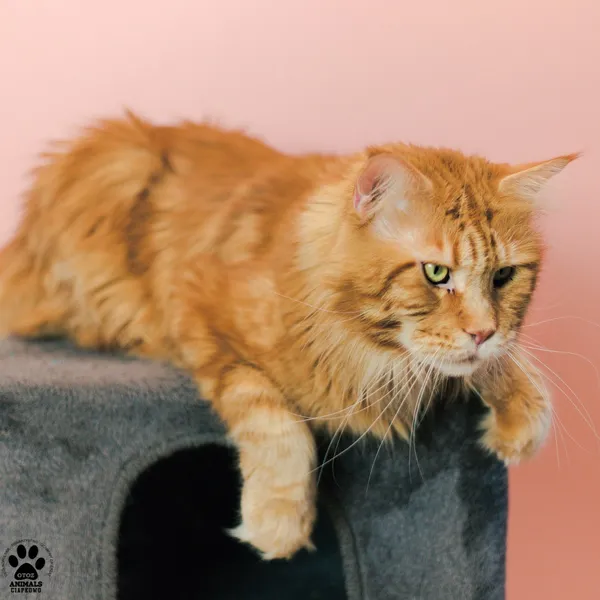 Kot do adopcji, Gdynia, 9 grudnia 2025 (5/5)