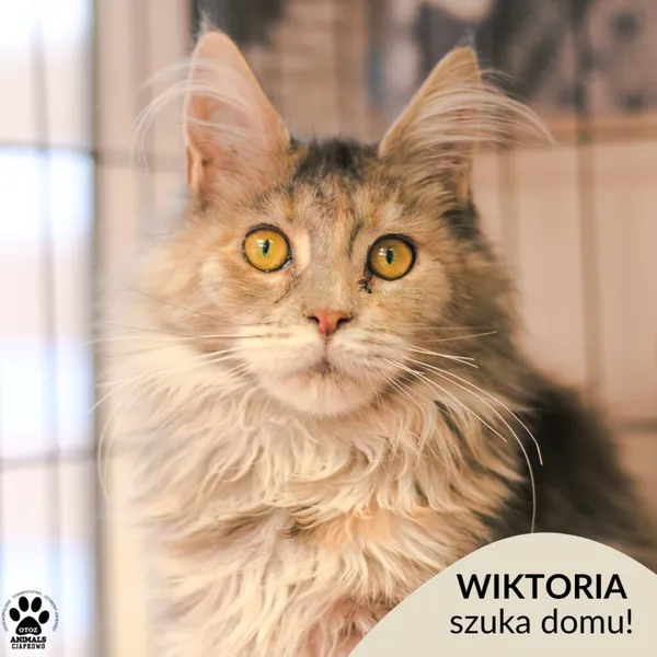 Kot do adopcji, Gdynia, 9 grudnia 2025 (1/3)