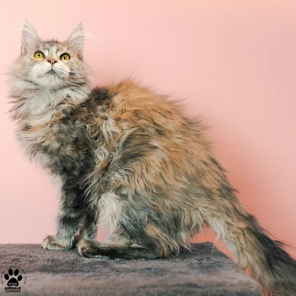 Kot do adopcji, Gdynia, 9 grudnia 2025 (2/3)