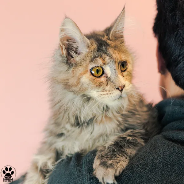 Kot do adopcji, Gdynia, 9 grudnia 2025 (3/3)