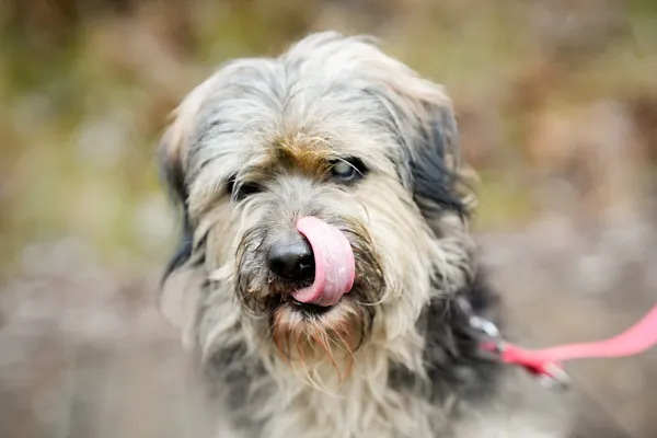 Pies do adopcji, Sosnowiec, 8 grudnia 2025 (1/5)