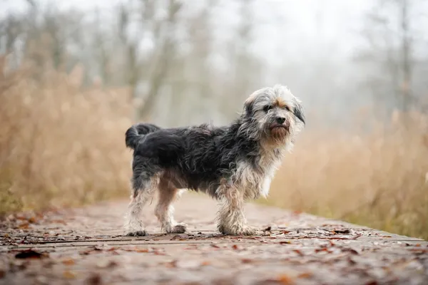 Pies do adopcji, Sosnowiec, 8 grudnia 2025 (2/5)