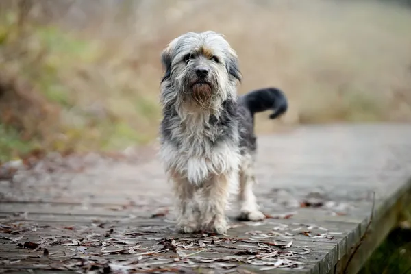 Pies do adopcji, Sosnowiec, 8 grudnia 2025 (3/5)