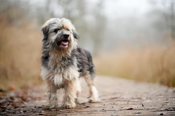 Pies do adopcji, Sosnowiec, 8 grudnia 2025 (5/5)