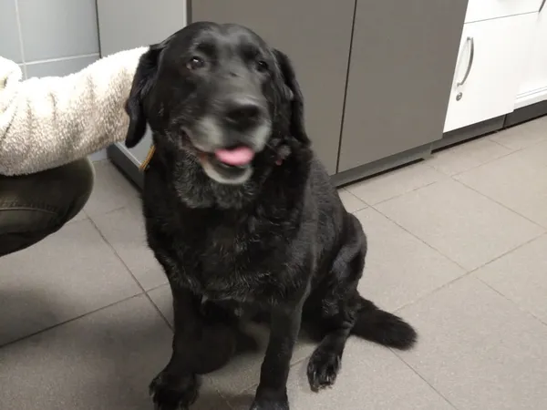 Znaleziono psa, Bydgoszcz, 6 grudnia 2025