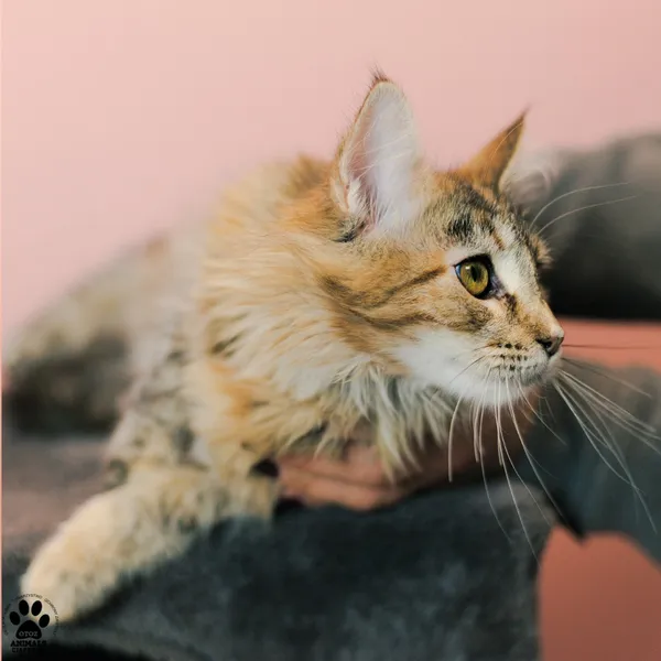 Kot do adopcji, Gdynia, 9 grudnia 2025 (2/5)