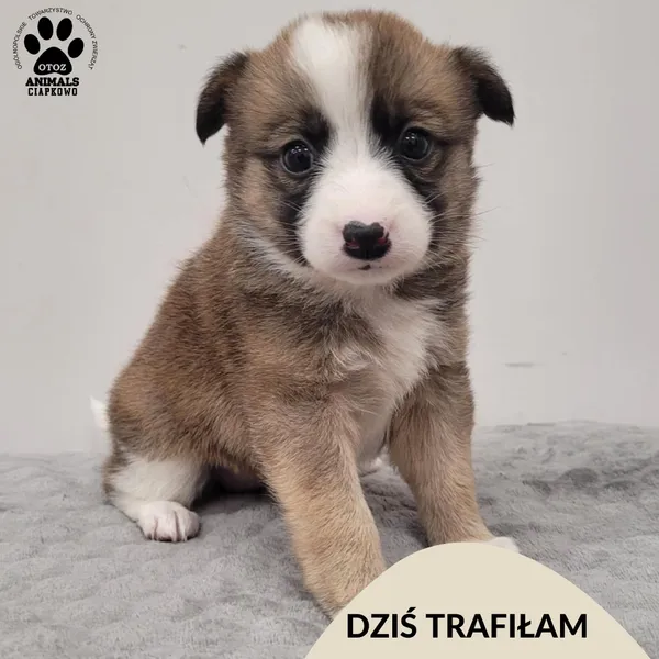 Znaleziono psa, Gdynia, 6 grudnia 2025