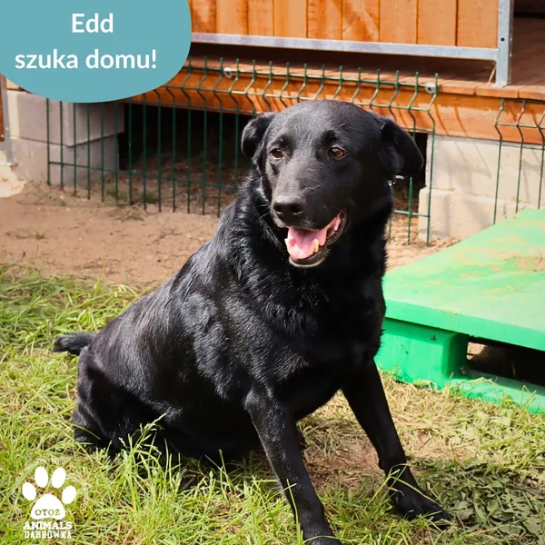 Pies do adopcji, Dąbrówka, 10 grudnia 2025 (1/3)
