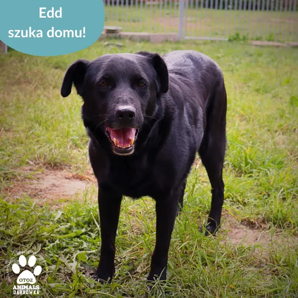 Pies do adopcji, Dąbrówka, 10 grudnia 2025 (2/3)