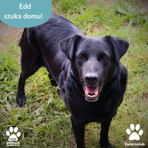 Pies do adopcji, Dąbrówka, 10 grudnia 2025 (3/3)