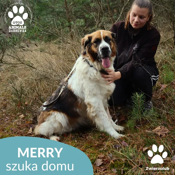 Pies do adopcji, Dąbrówka, 10 grudnia 2025 (3/4)