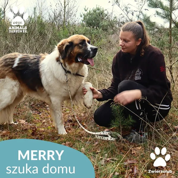 Pies do adopcji, Dąbrówka, 10 grudnia 2025 (4/4)