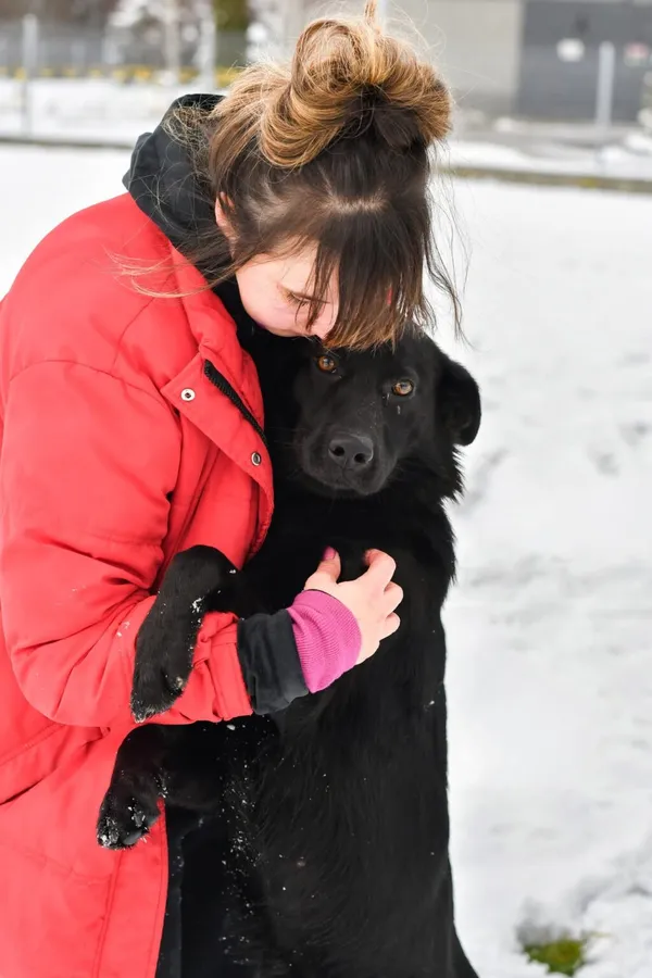 Pies do adopcji, Radom, 9 grudnia 2025 (2/5)