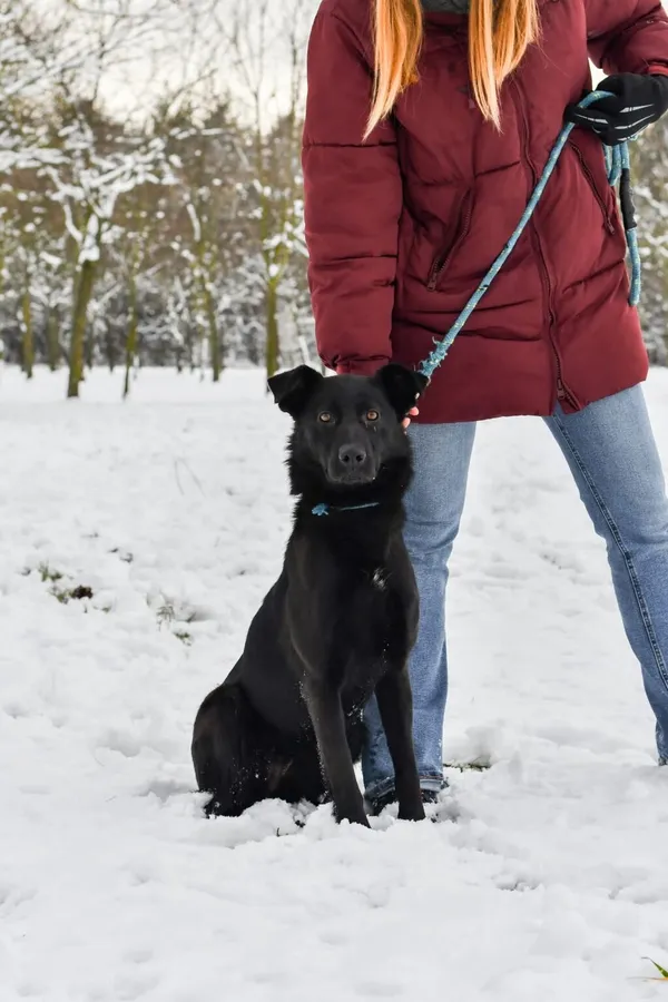 Pies do adopcji, Radom, 9 grudnia 2025 (4/5)