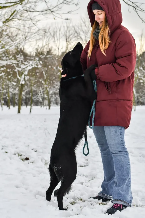 Pies do adopcji, Radom, 9 grudnia 2025 (5/5)