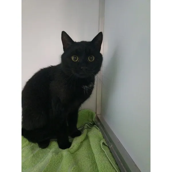 Znaleziono kota, Białystok, 16 listopada 2025