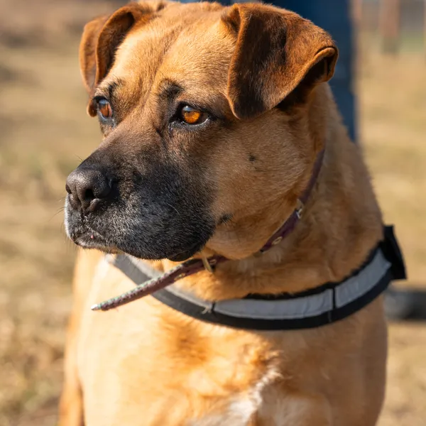 Oddam psa, Warszawa, Młynów, 10 grudnia 2025 (1/5)