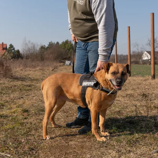Oddam psa, Warszawa, Młynów, 10 grudnia 2025 (2/5)