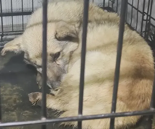 Znaleziono psa, Radom, 9 grudnia 2025