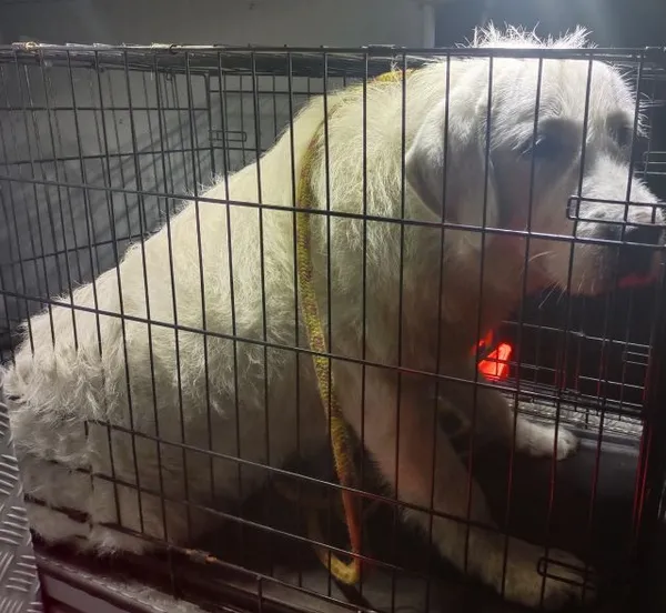 Znaleziono psa, Radom, 8 grudnia 2025