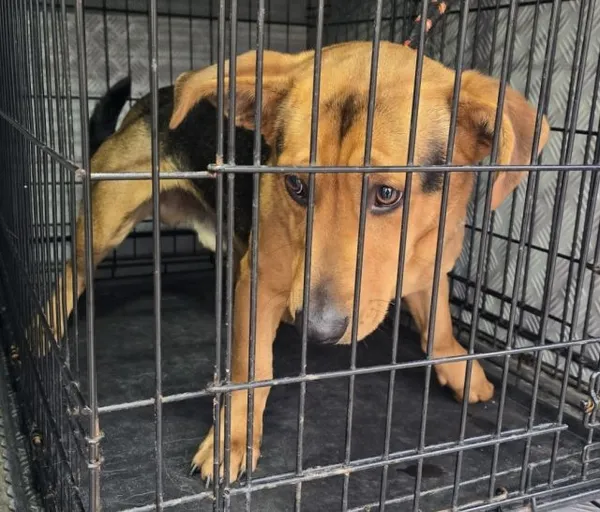 Znaleziono psa, Radom, 7 grudnia 2025