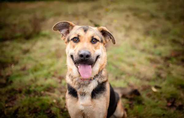 Oddam psa, Warszawa, Pelcowizna, 10 grudnia 2025 (1/5)