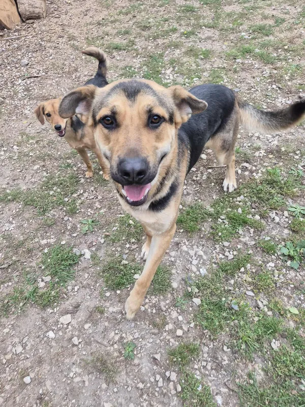 Oddam psa, Warszawa, Pelcowizna, 10 grudnia 2025 (3/5)