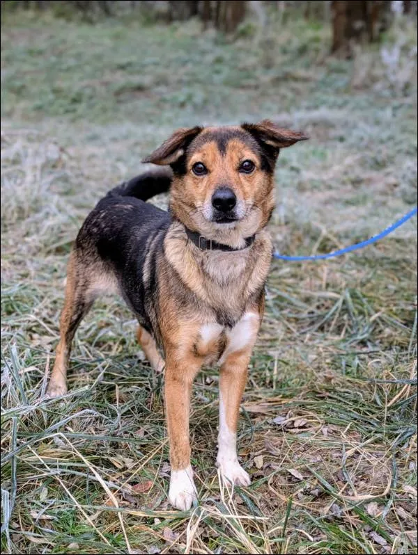 Znaleziono psa, Grudziądz, 17 września 2025