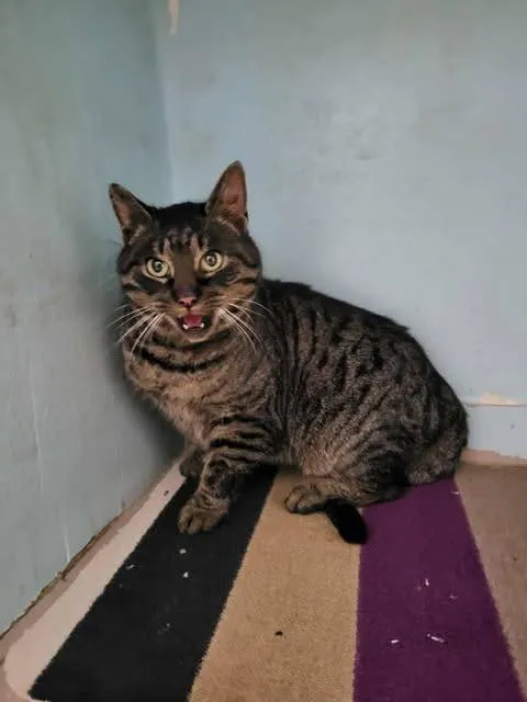 Znaleziono kota, Grudziądz, 2 grudnia 2025