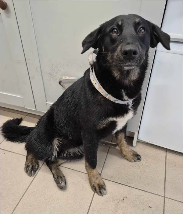 Znaleziono psa, Grudziądz, 9 grudnia 2025