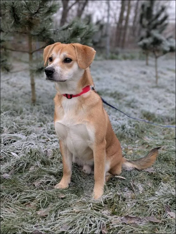 Znaleziono psa, Grudziądz, 30 października 2025