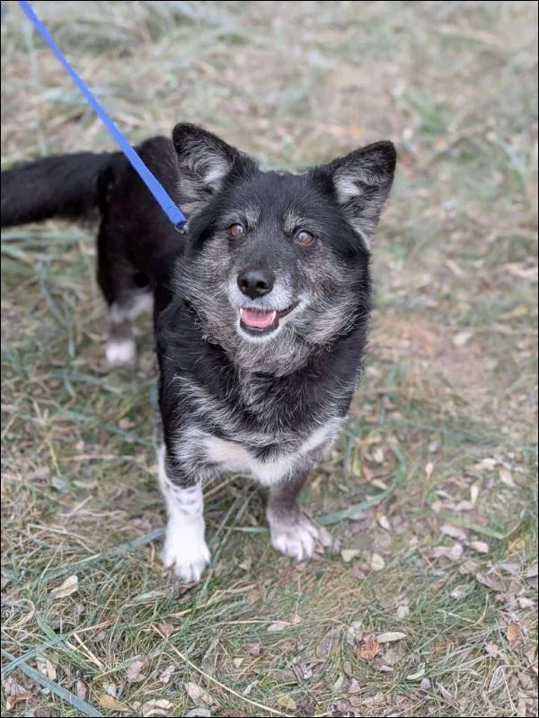 Znaleziono psa, Grudziądz, 17 września 2025