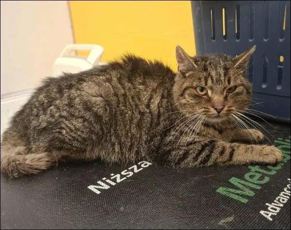 Znaleziono kota, Grudziądz, 8 grudnia 2025