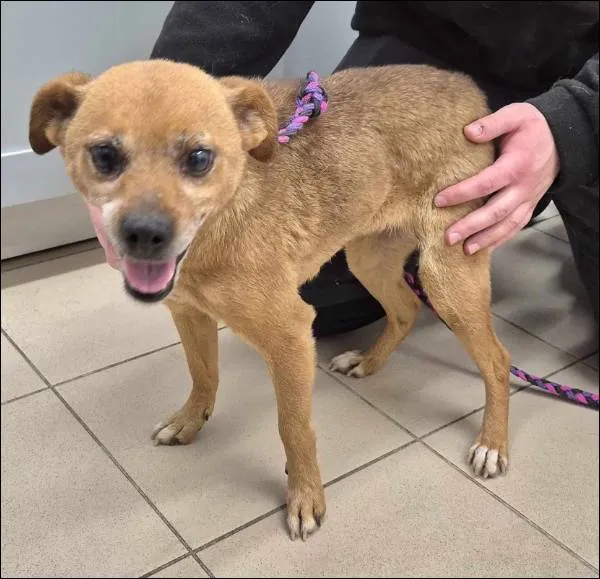 Znaleziono psa, Grudziądz, 9 grudnia 2025