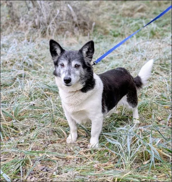 Znaleziono psa, Grudziądz, 17 września 2025