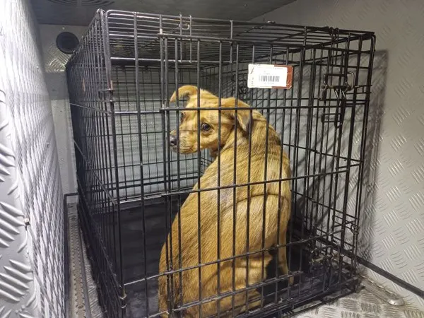 Znaleziono psa, Radom, 5 grudnia 2025