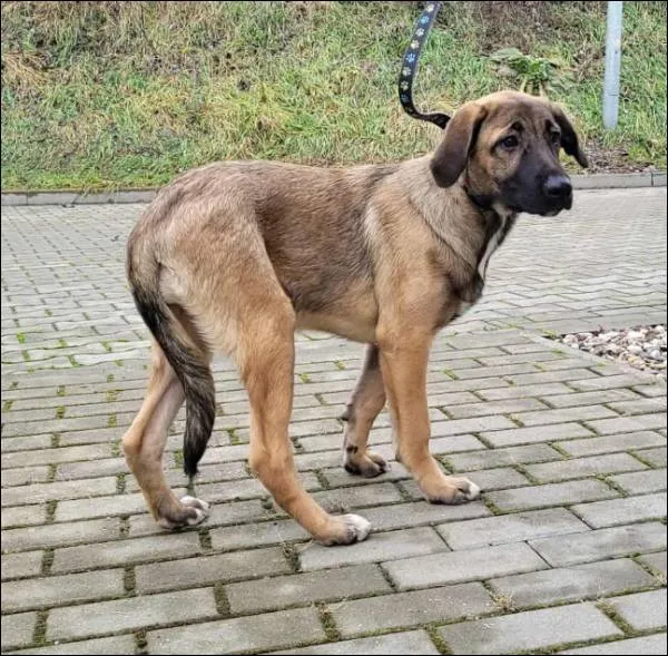 Znaleziono psa, Grudziądz, 8 grudnia 2025