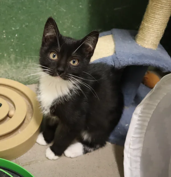 Kot do adopcji, Częstochowa, 10 lipca 2025 (1/2)