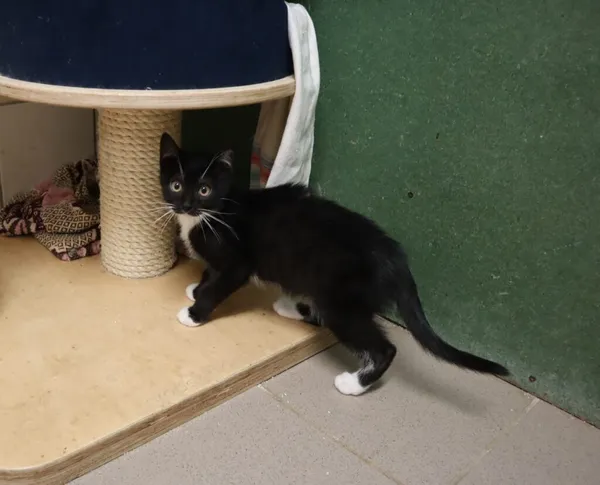 Kot do adopcji, Częstochowa, 10 lipca 2025 (2/2)