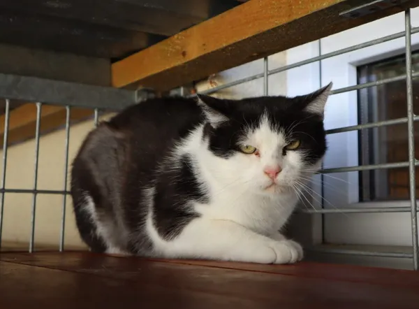 Kot do adopcji, Częstochowa, 17 maja 2025 (1/2)