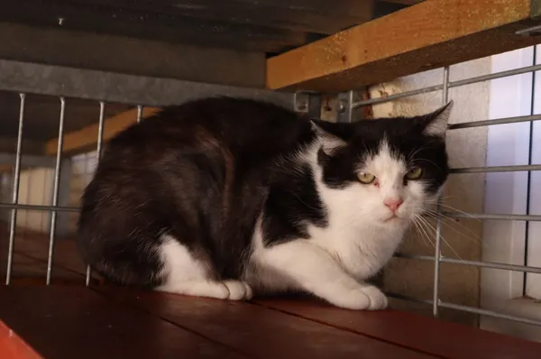 Kot do adopcji, Częstochowa, 17 maja 2025 (2/2)