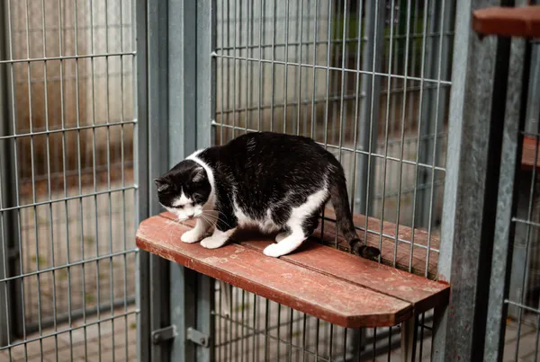 Kot do adopcji, Częstochowa, 17 maja 2025 (2/4)