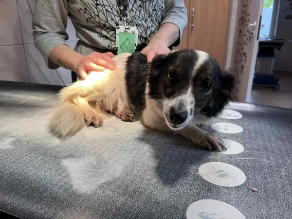 Pies do adopcji, Włocławek, 10 grudnia 2025 (2/2)