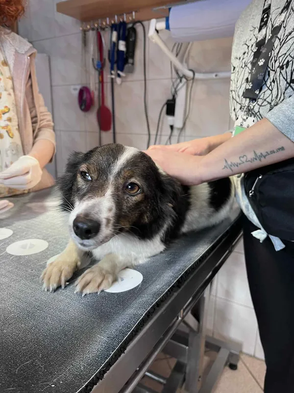 Pies do adopcji, Włocławek, 10 grudnia 2025 (1/2)