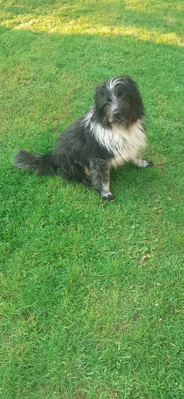 Zaginął pies, Rakówiec, 11 grudnia 2025 (2/2)