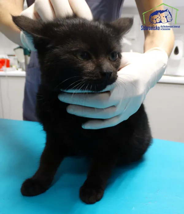 Znaleziono kota, Szczecin, 9 grudnia 2025