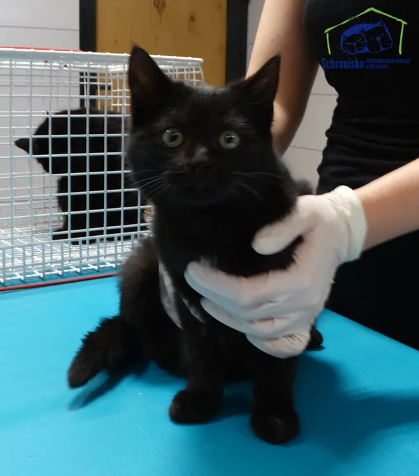 Znaleziono kota, Szczecin, 9 grudnia 2025